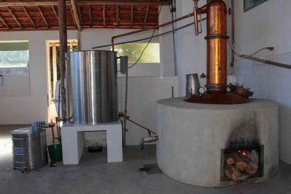 cachaça